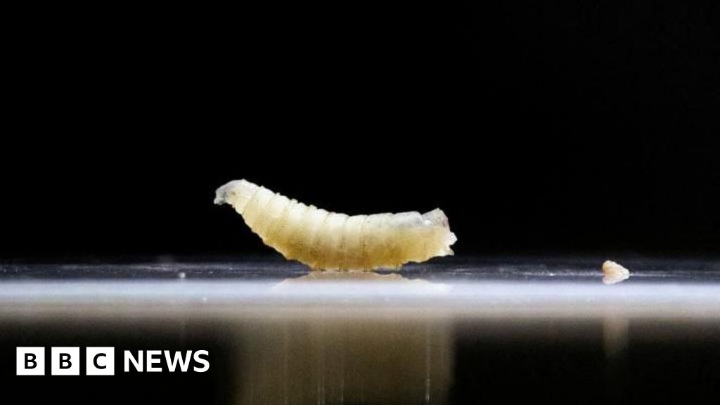 New World Screwworm Cases Rise 53% In Mexico By Aug 2025