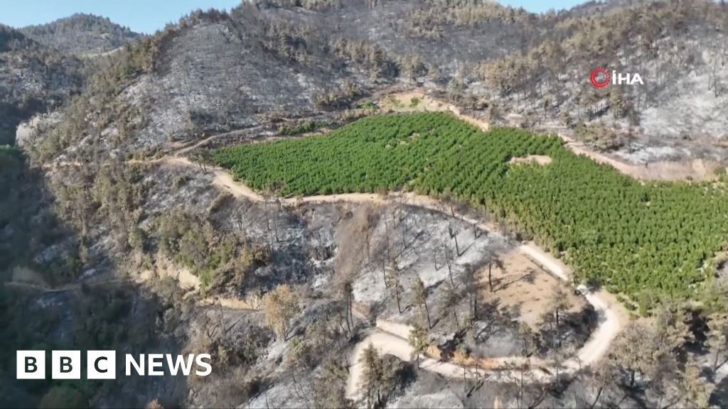 Nectarine Orchard Survives Wildfire In Bursa, Turkey